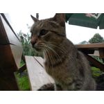 Zdjęcia użytkowników ZTE Nubia M2 Lite