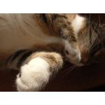 Zdjęcia użytkowników ZTE Nubia M2 Lite