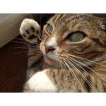 Zdjęcia użytkowników ZTE Nubia M2 Lite