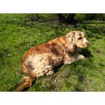 Zdjęcia użytkowników ZTE Nubia M2